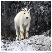 Mountain Goat - Watching